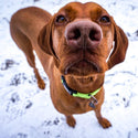 Neon Dog Collar - Long Paws