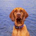 Comfort Dog Collar - Purple - Long Paws