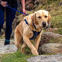 Comfort Step-in Dog Harness - Navy Blue - Long Paws