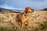 Bungee Lead Extender - Long Paws