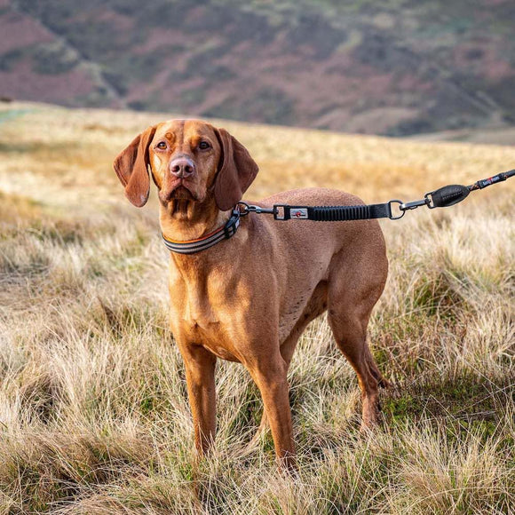 Bungee Lead Extender - Long Paws