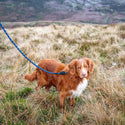 Comfort Rope Lead | SCREW Lock | Navy Blue | 48in / 120cm - Long Paws