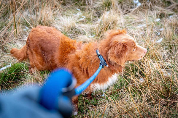 Comfort Dog Collar - Navy Blue - Long Paws