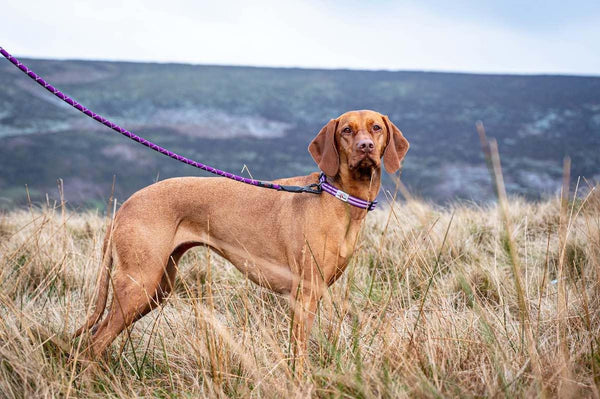 Comfort Rope Lead | SCREW Lock | Purple | 48in / 120cm - Long Paws