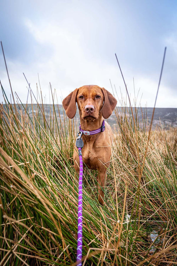 Red Dog Lead | Soft Padded Neoprene Handle With Locking Clip For Outdoor Activities | Short Dog Leash Length 75cm / 30in