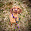 Comfort Dog Collar - Purple - Long Paws