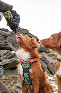 Earth Friendly - Trig Point Harness - Long Paws