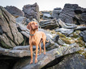 Earth Friendly - Trig Point Collar - Long Paws