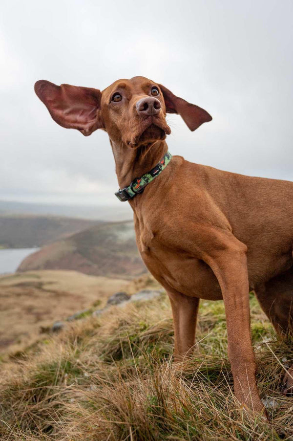 Earth Friendly - Trig Point Collar - Long Paws