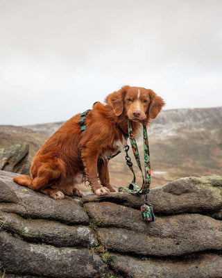 Earth Friendly - Trig Point Lead - Long Paws