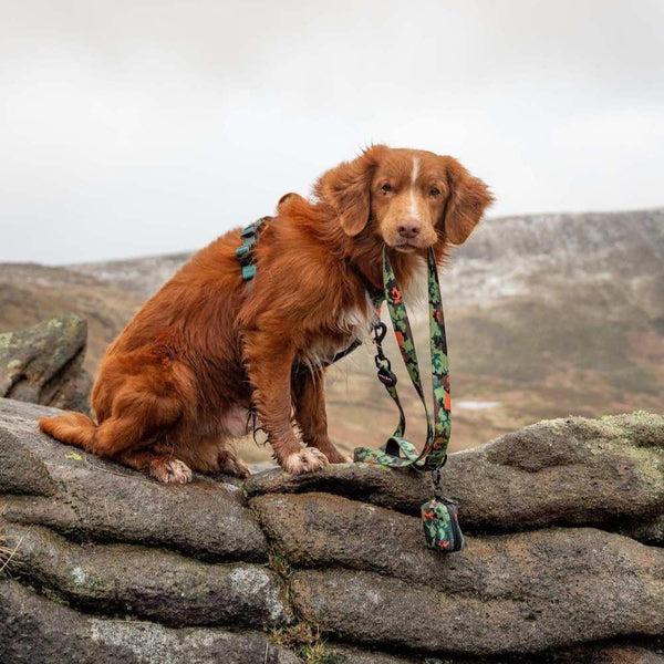 Earth Friendly - Trig Point Lead - Long Paws