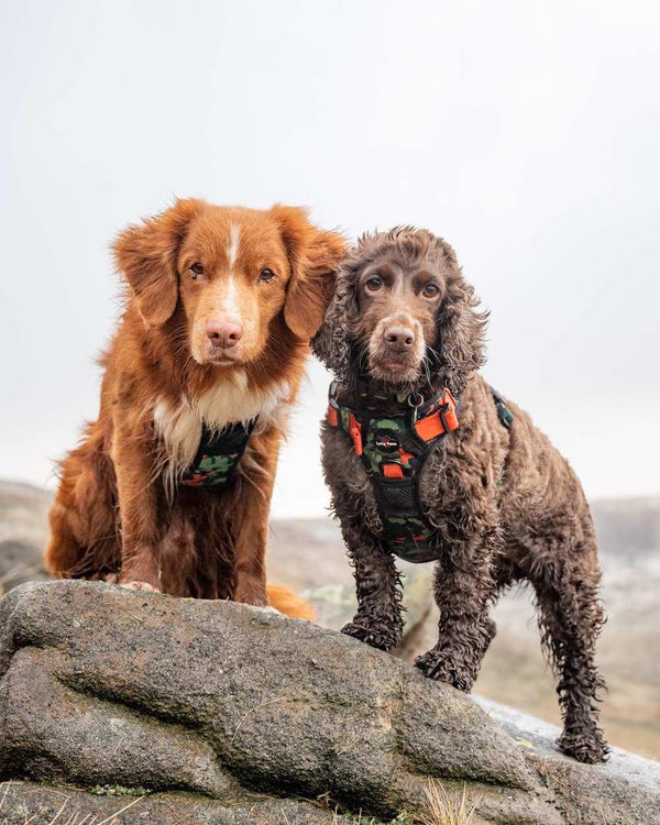 Earth Friendly - Trig Point Harness - Long Paws