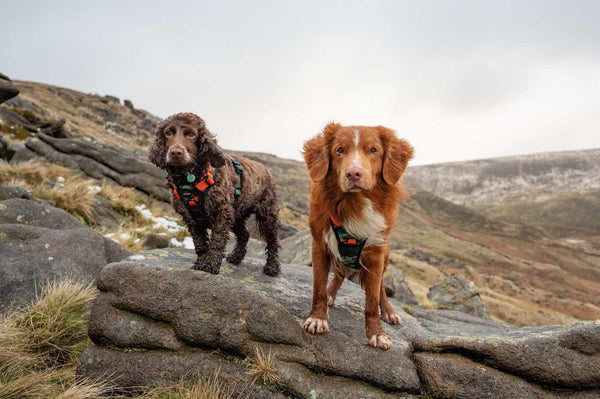 Earth Friendly - Trig Point Harness - Long Paws