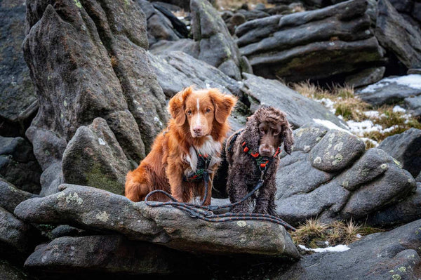 Multi-Function Rope Training Lead - Long Paws