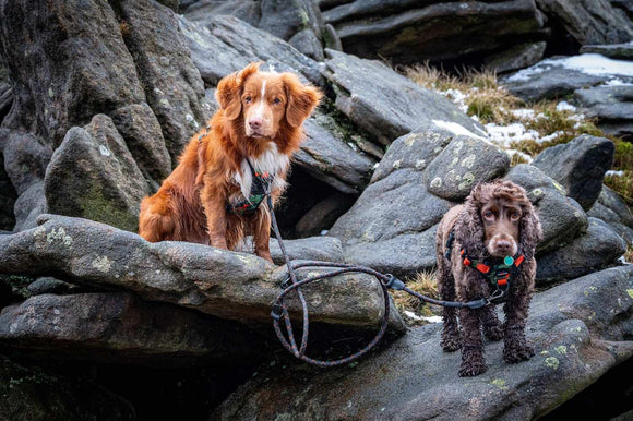 Multi-Function Rope Training Lead - Long Paws