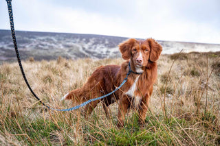 Funk The Dog Lead | GoldBlack Leopard - Long Paws