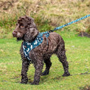 Funk the Dog Harness | Llama Llama Llama - Long Paws