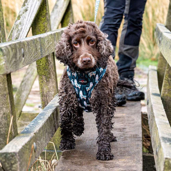 Funk the Dog Harness | Llama Llama Llama - Long Paws