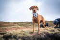 Funk the Dog Bandana | Paint Splodge Grey - Long Paws