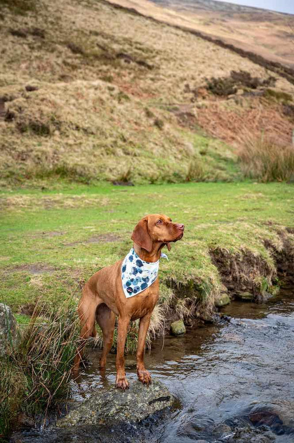 Funk the Dog Bandana | Paint Splodge Grey - Long Paws