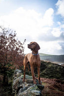 Funk the Dog Collar | Paint Splodge Grey - Long Paws