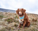 Funk The Dog Bandana | Sunrise Blueorange - Long Paws