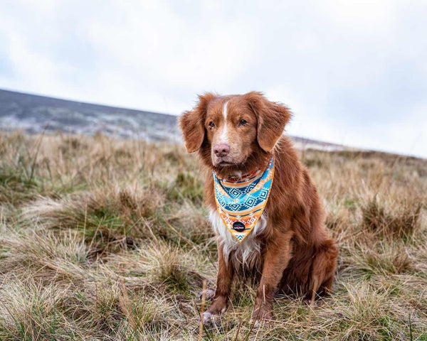 Funk The Dog Bandana | Sunrise Blueorange - Long Paws