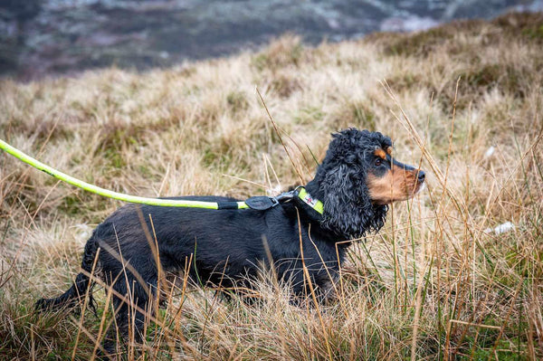 Reflective Neon Rope Lead - Long Paws