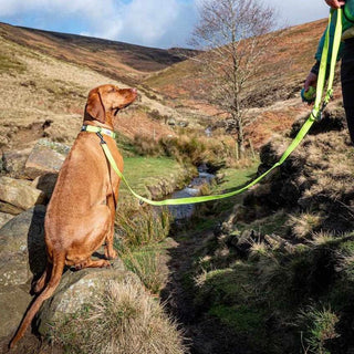 Multi-Function Neon Training Lead - Long Paws