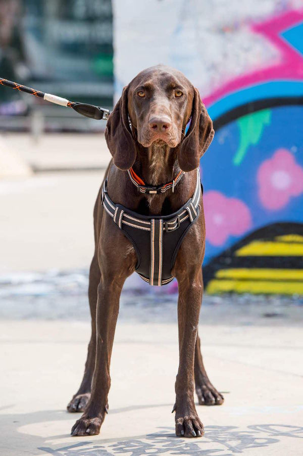 Comfort Step-in Dog Harness - Black - Long Paws