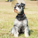 Comfort Dog Collar - Black - Long Paws