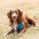 Comfort Step-in Dog Harness - Baby Blue - Long Paws