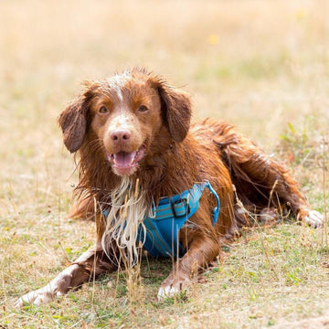 Comfort Step-in Dog Harness - Baby Blue - Long Paws