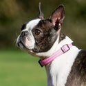 Comfort Dog Collar - Pink - Long Paws