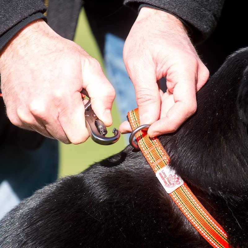 Comfort Dog Collar - Orange / Red - Long Paws