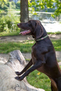 Comfort Dog Collar - Green - Long Paws