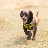 Comfort Step-in Dog Harness - Green - Long Paws