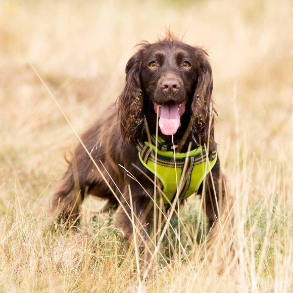 Comfort Step-in Dog Harness - Green - Long Paws