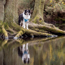Comfort Step-in Dog Harness - Baby Blue - Long Paws