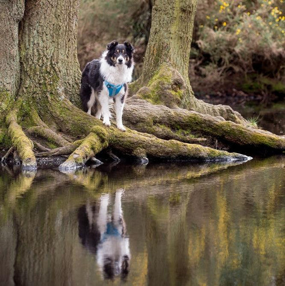 Comfort Step-in Dog Harness - Baby Blue - Long Paws