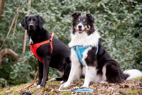 Comfort Step-in Dog Harness - Baby Blue - Long Paws
