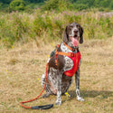 Comfort Step-in Dog Harness - Orange / Red - Long Paws