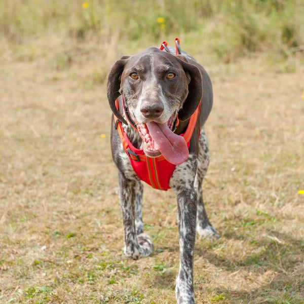 Comfort Step-in Dog Harness - Orange / Red - Long Paws