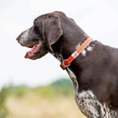 Long Paws Padded & Reflective Dog Collar, Orange