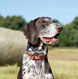 Comfort Dog Collar - Orange / Red - Long Paws