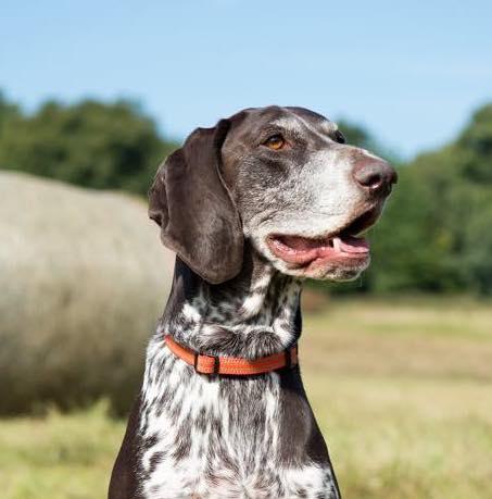 Comfort Dog Collar - Orange / Red - Long Paws