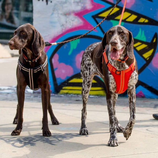 Best harness for pointers top