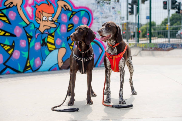 Red Dog Lead | Soft Padded Neoprene Handle With Locking Clip For Outdoor Activities | Short Dog Leash Length 75cm / 30in