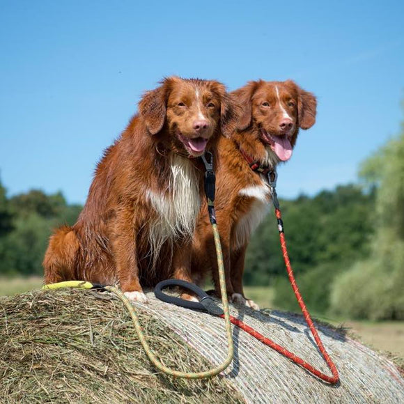 Long Paws Comfort Rope Leash, Locking Clip, Orange & Green