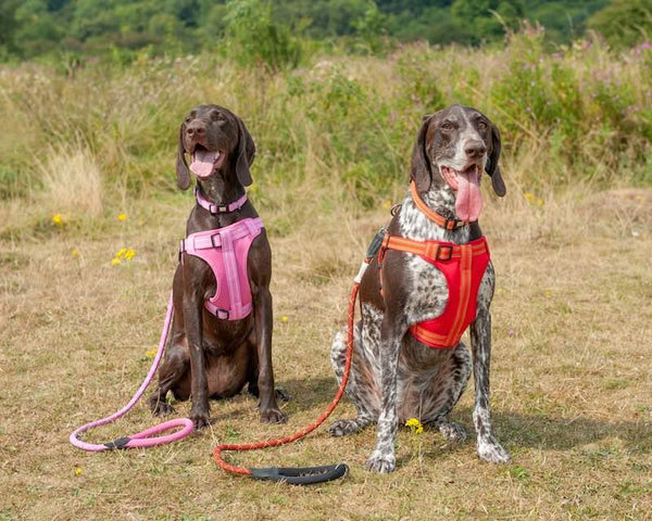 Comfort Step-in Dog Harness - Pink - Long Paws